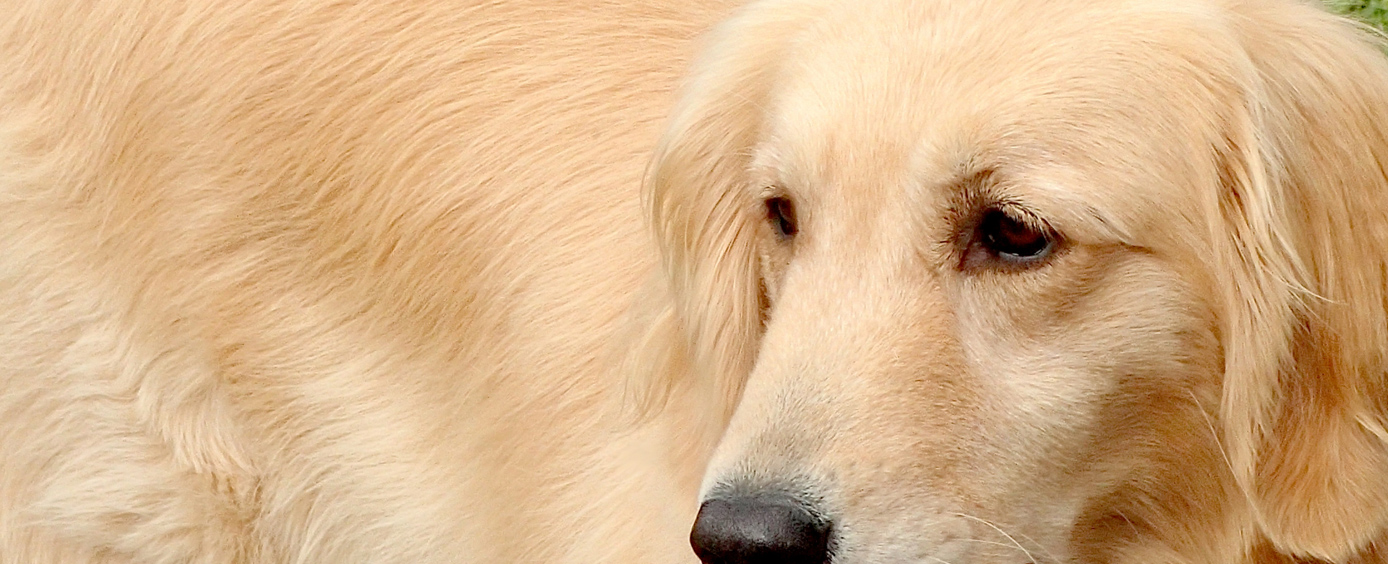 DOGPLEX