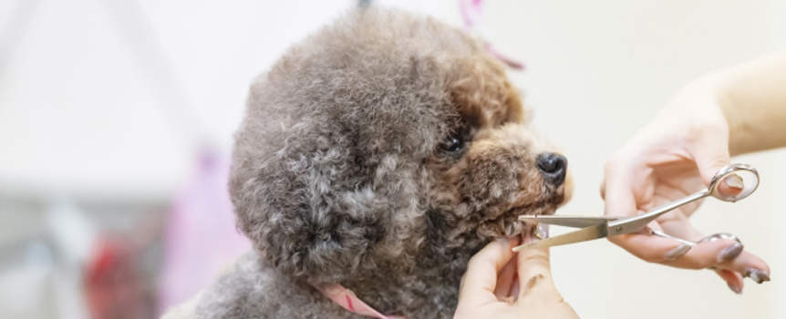 DOGPLEX